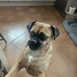 Tolle Retro Mops Hündin 3,5 Jahre