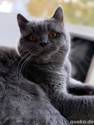 Britische Kurzhaar Katze