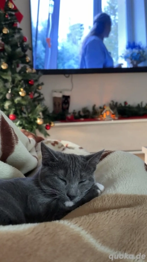 Liebe und intelligente Katze   5 Monate alt