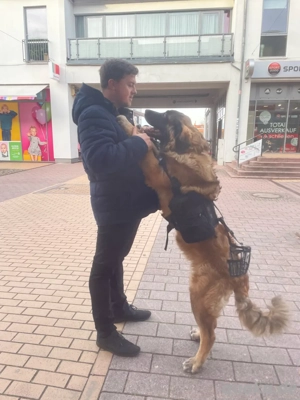 Germanischer bärenhund Welpe Rüde (kein Leonberger ,Owtscharka)