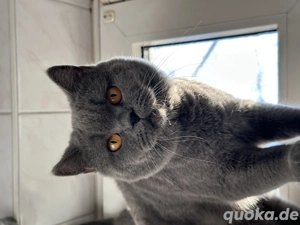 Britische Kurzhaar Katze