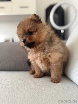 Bildhübsche Pomeranian Welpe  015778562230