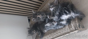 Maine coon Babykatzen 