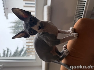 Sphynx Katze 5 Monate alt sucht liebevolles zu Hause 