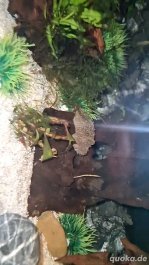 Fetzenkugelfisch,Tetradon baileyi  Rarität!mit Aquarium 