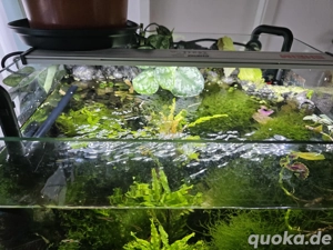 Aquarium mit Garnelen und Guppis 