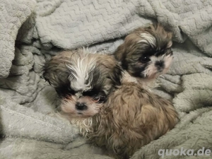 Wünderschöne Shih Tzu  Welpen