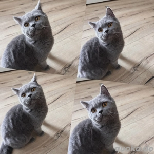  ZU verschenken eine BHK 