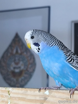 2 Wellensittichweibchen handzahm