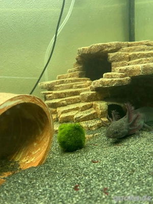 Axolotl + Zubehör