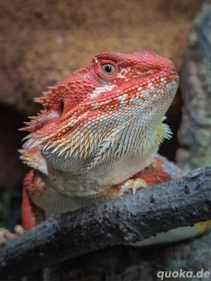 Bartagame (Pogona vitticeps) Männchen Tausch!