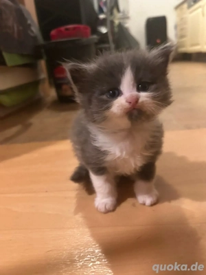 maine coon ragdoll kitten 
