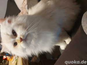 Verschmuster Kater in liebevolle Hände abzugeben