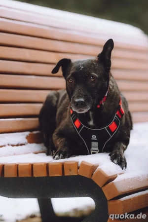 Ziganka sucht lievolles zu hause