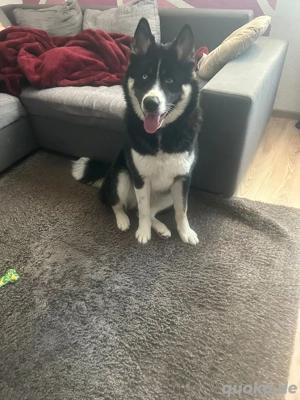 husky akita mix 8 monate alt