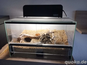 Vogelspinne (Tliltocatl albopilosus Nicaragua) Weibchen mit Terrarium