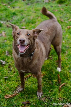 Hündin Archie sucht ein Zuhause