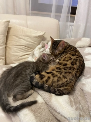 Bengal Katze Kira Bild 2