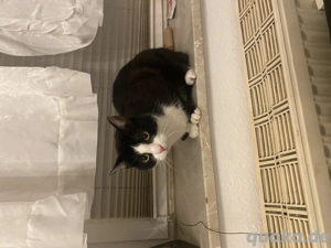 meine beiden hauskater