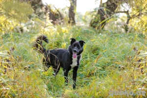 Der aktive und intelligente Thor sucht eine Familie