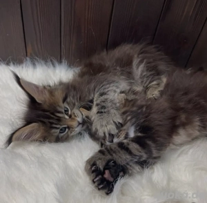 Wunderschöne Maine-Coon-Kätzchen   Kater & Katze   12 Wochen alt