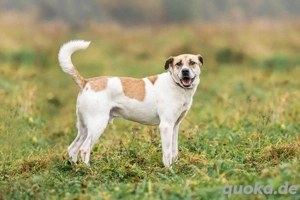 Shonny .. Wer gibt ihm sein für immer zu hause 