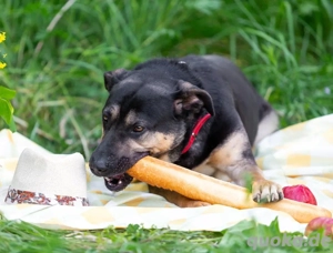 Sean sucht seine begleiter fürs leben 