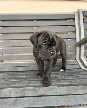 entzückende Cane Corso Welpen