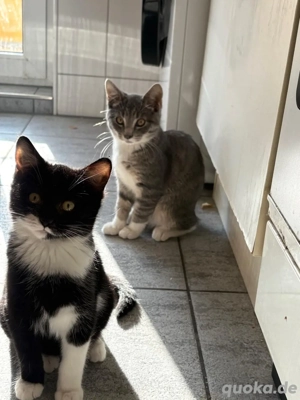 Katzchen 5 monate (nur die schwarze Katze)