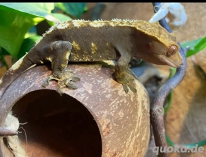 2 Krongecko weibchen abzugeben 