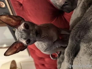 Canadian Sphinx  Sphynx Kitten Kater Bild 5