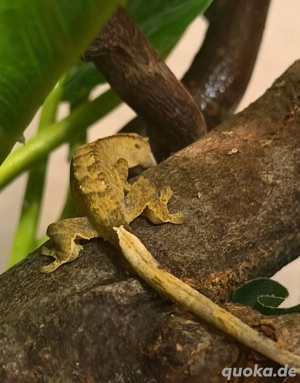 2 Krongeckojungtiere  Bild 5