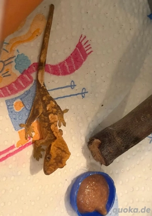 2 Krongeckojungtiere  Bild 4