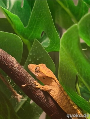 2 Krongeckojungtiere  Bild 6