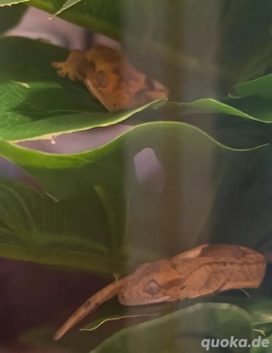 2 Krongeckojungtiere  Bild 3