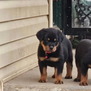 Bezaubernde Rottweiler-Welpen