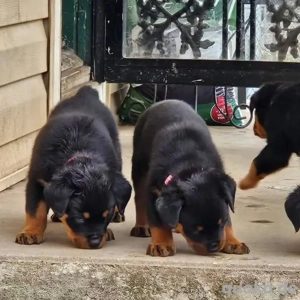 ... Bezaubernde Rottweilerwelpen!...