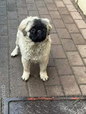 Mops Rüde Otis langhaarig beige mit schwarzer Maske.