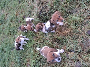 Jack-Russell-Dackel-Mischlingswelpen