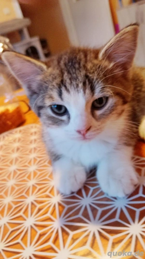 Katzen babys geboren am 15.11.25