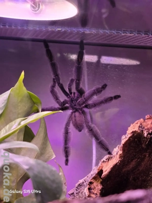 Psalmopoeus irminia 1.0 sucht neues Zuhause 