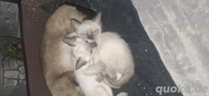 2 Wunderschöne seam kitten 