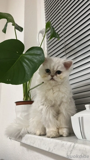 Britisch Langhaar Kater Bild 5