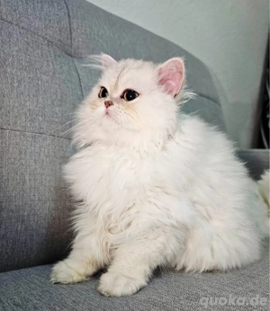 Britisch Langhaar Kater Bild 4