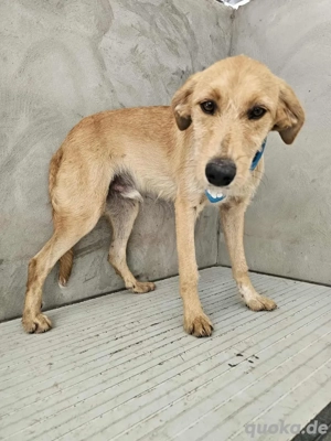 Toller Wilan sucht ein Zuhause