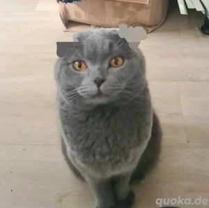 Teddy sucht ein neues zu Hause