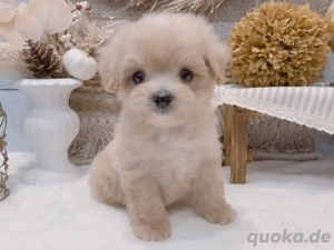 Ein wunderschöner Pudelwelpe sucht ein neues Zuhause