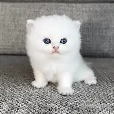 Weiße Britisch Kurzhaar-Kätzchen. Registriert und geimpft.