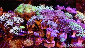 Euphyllia Hellfire,Golden Nugget, Paraancora Meerwasser Korallenableger