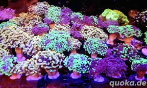 Golden Nugget, Paraancora,... Meerwasser Korallenableger Bild 3